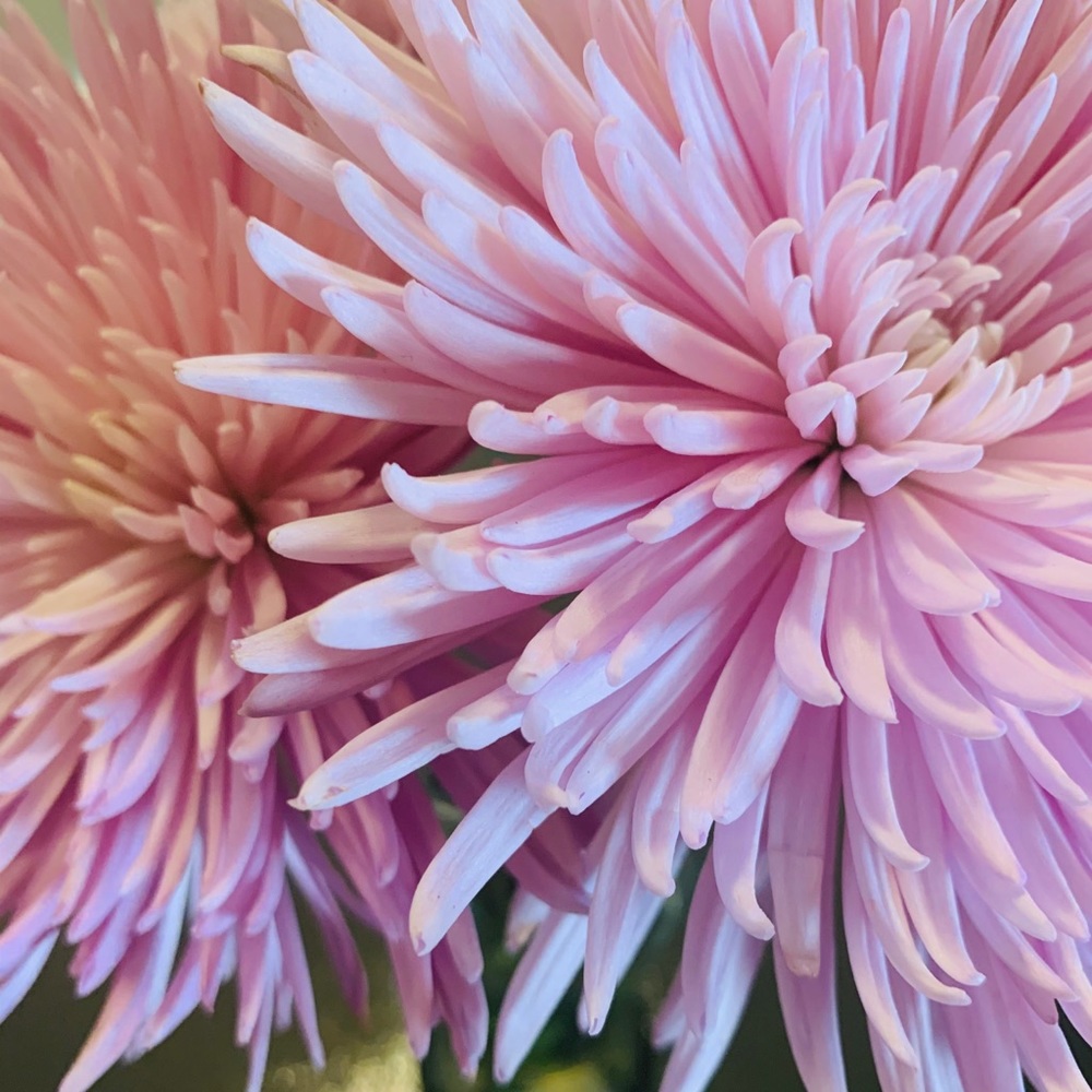 Meet your Posher, Lynnea